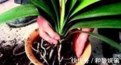 油烟机|君子兰难开花在盆里埋点“它”，叶子油绿花也多