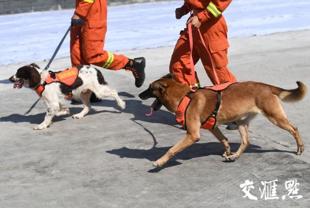 精兵强 犬 载誉而归 全网搜