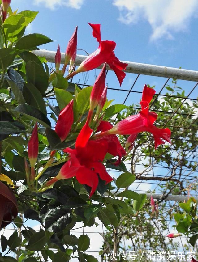 养护|夏天养上3种清凉花,越热越疯狂,看着就清爽!