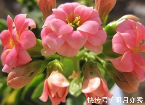 玫瑰海棠|养花就养这几款,花朵小巧玲珑,一养就上瘾,开花漂亮