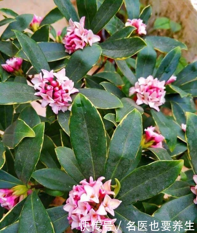 花香堪比香水,邻居大妈都追着问,眼馋极了!