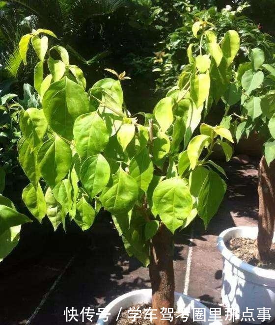 三角梅生命力旺盛却不开花,原来是好心办坏事,不开花却枯盆!