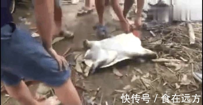 甲鱼|男子河边钓鱼, 接下来钓上来的一个庞然大物，让人直呼赚大了