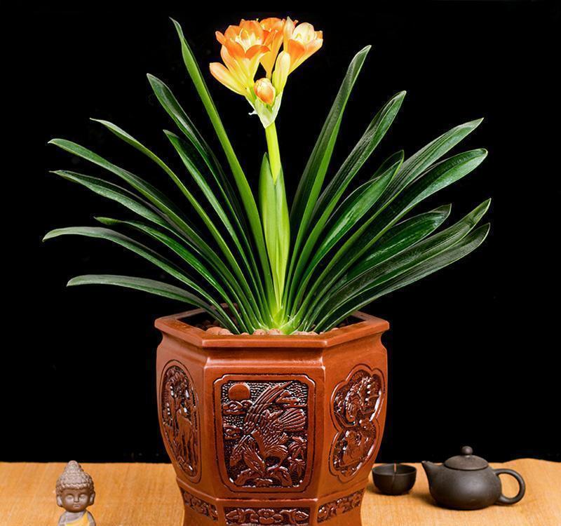 养好君子兰,根本不花钱,找点“废物”浇一浇,长成“极品兰”