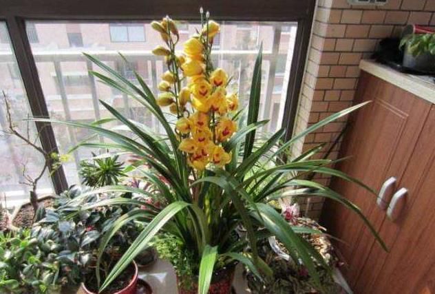 常见的“5粒小丸子”，倒一点在盆里，花卉都喜欢，疯狂长爆盆