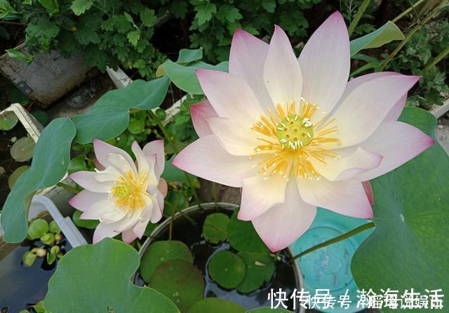 能养阳台上养的荷花,有个碗就行,种植容易,开花超美,值得拥有