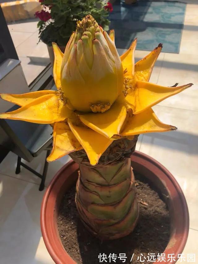 湿润|6种佛教圣花,个个都是吉祥花,家里养一盆,养心又养身