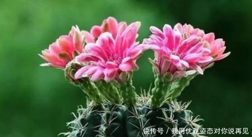 花盆|这3种花不喜欢大盆，盆越小开花越多，越不管它，越蹭蹭的长