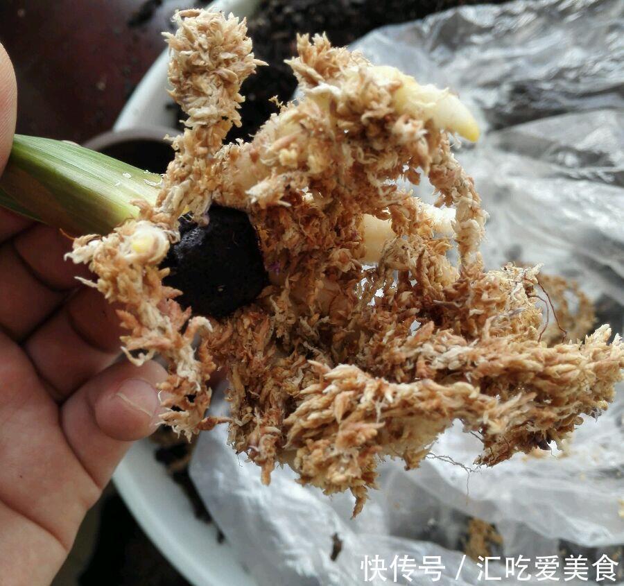 基质|给裸根君子兰“催根”,教你3个方法,养40天冒出“大粗根”