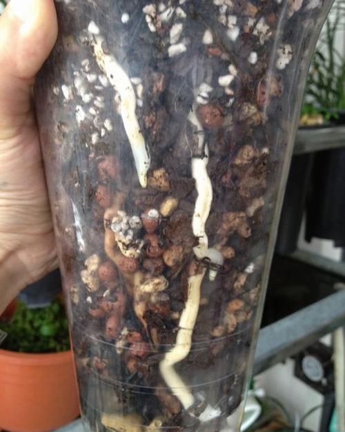 用了“兰花土”,也养不好兰花?那是你做错这“关键”的3步