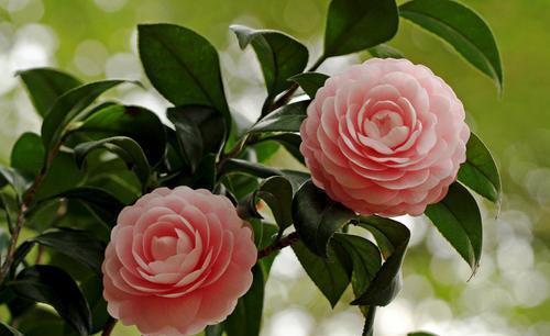 冬天养茶花,了解掌握3个要点,开出层叠群花,谁见了都夸美!