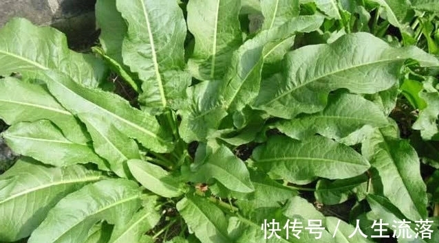 药用|农村一种野草像“菠菜”，它用处大却常被忽视，若见着请一定重视