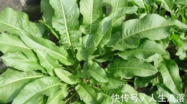 药用|农村一种野草像“菠菜”,它用处大却常被忽视,若见着请一定重视