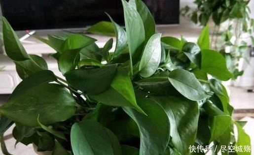 绿萝|家庭养绿萝,学会最“实用”的方法,叶片绿得滴油,疯长不停!