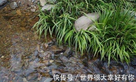 空气|爷爷从农村山上挖来的东西,一分钱没花,还能净化空气!