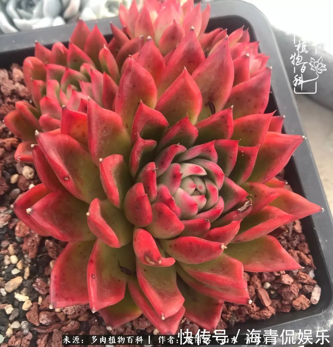 白月影|我和我的“多肉恋人”,怎么样有没有惊艳到你!