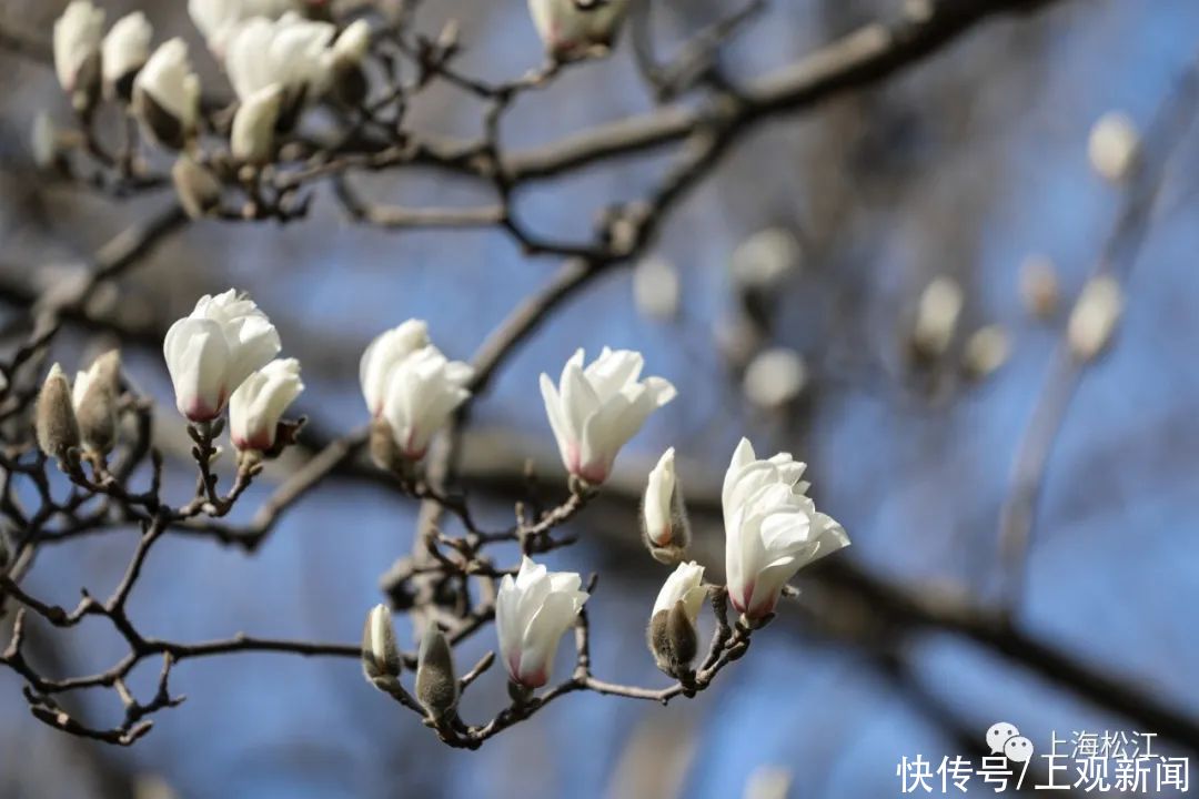 中年|松江今年首波玉兰花绽放，花期就10天，错过等一年