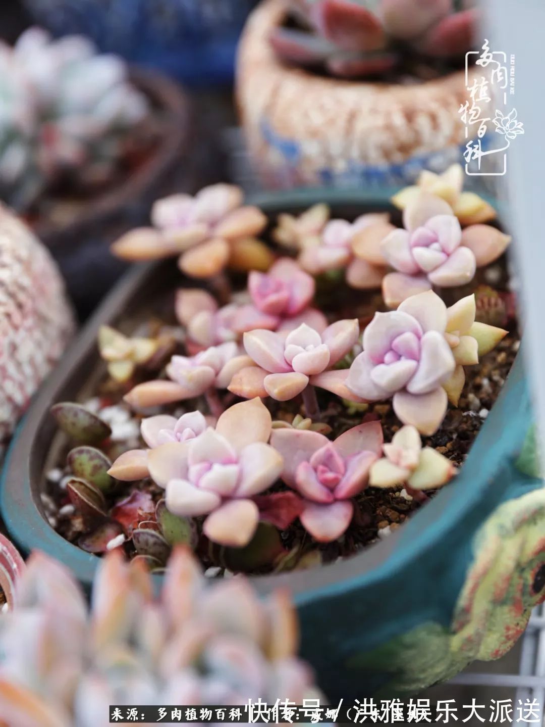 橙梦露|笼子里露养的多肉,越养越美!有多肉的日子伴着小确幸!