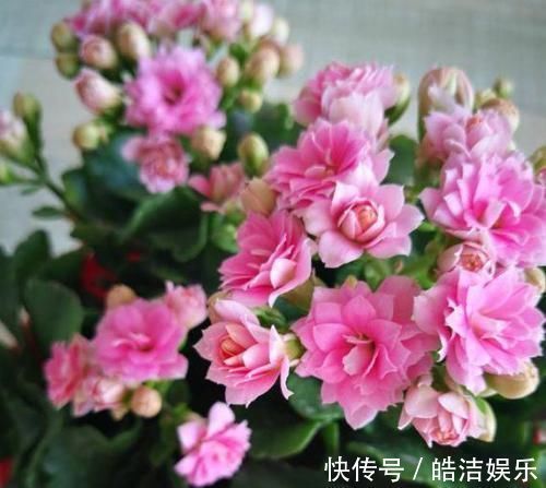 叶片|4种花很漂亮,养家里1盆,幸福、财源滚滚,一养就是10年!