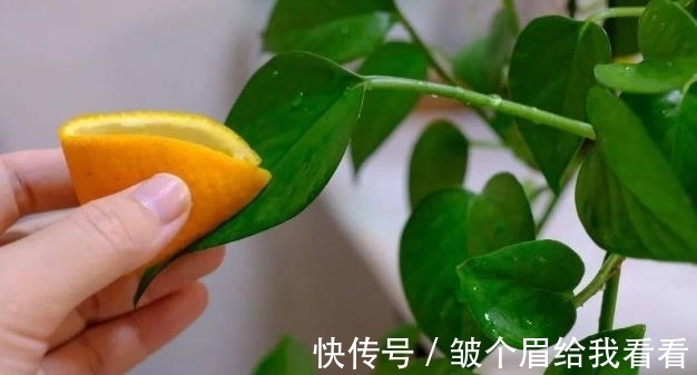 橘子皮养花,别直接用,学会这些方法才能事半功倍