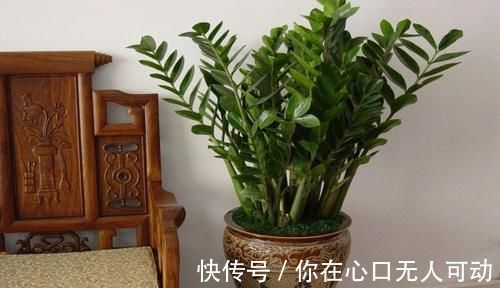 养花|6种观叶植物,客厅养一盆,绿意盎然,充满生机,不开花也好看!