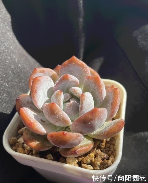 养多肉的那些辛酸史,花大价钱买的肉肉,不到2个月就歇菜