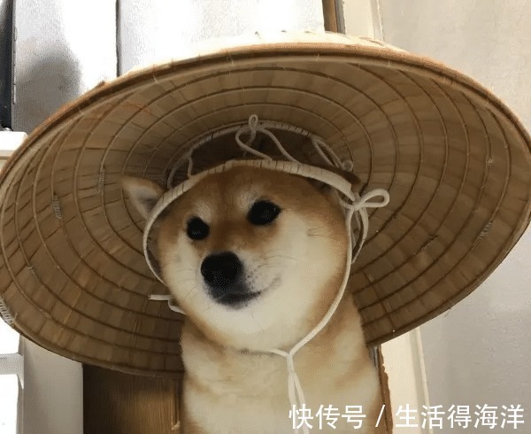 间谍|来自汪星的间谍,经常游走各种动漫本汪可塑性还是很高滴!