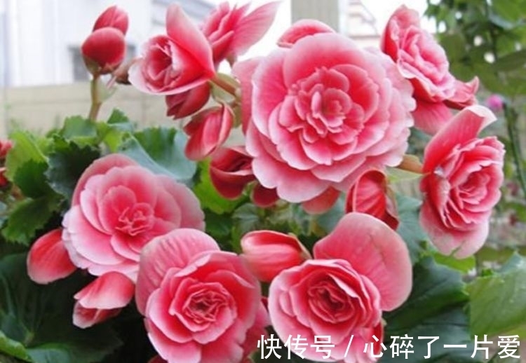 4种花,堪称“开花机器”,养家里,直接变成小花园,花朵硕大