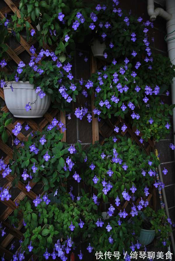 花期|这些花特别容易开花，并且花期超长，开花时繁花似锦，花量还大