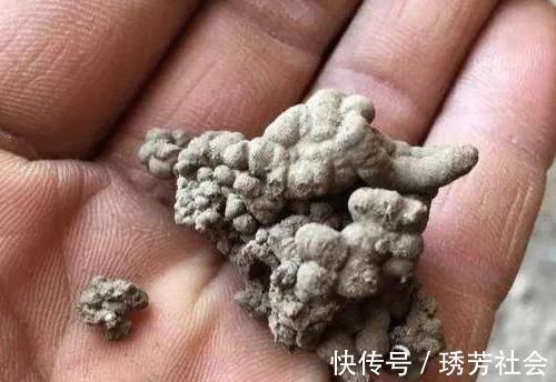 黄叶|养花常浇1种水,不用年年换盆,土壤松软,10年不黄叶!