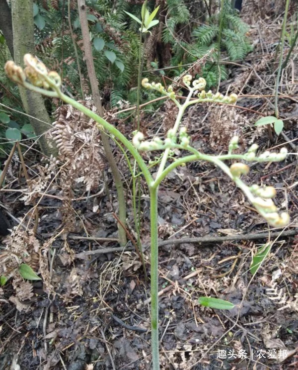 野菜|这种草能长到一米左右，叶子很独特是一种备受人们喜爱的野菜！