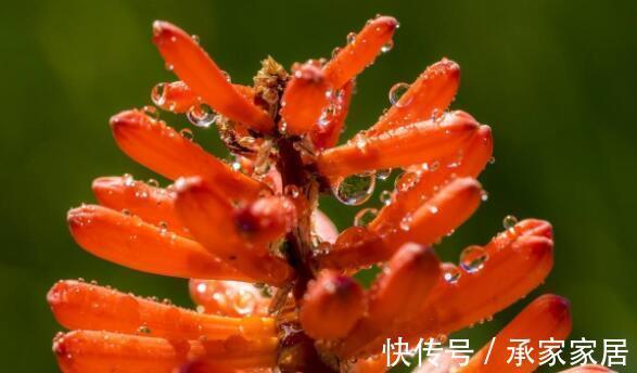 家养|从9月11日开始,家养此款花卉,高颜值易成活,寓意幸福