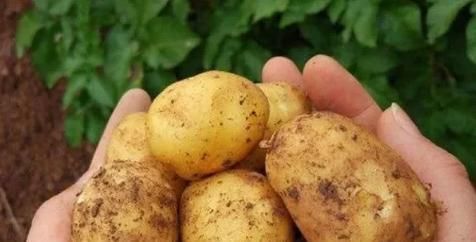 泡过土豆丝的水,别着急倒掉!拿来浇花,一年能省不少钱