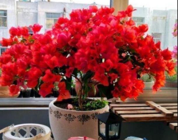 4款艳美的花卉,花大色艳花期长,花色鲜艳,适合种在庭院观赏