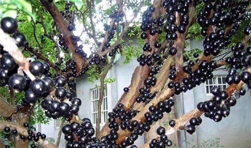 女性不想變老，要常吃的食物，撫平皺紋，延緩皮膚衰老，氣色更好