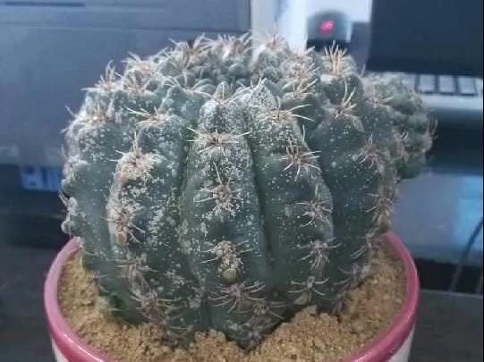 雨水|10种不能淋雨的花,淋完雨就死,盆栽养花注意事项