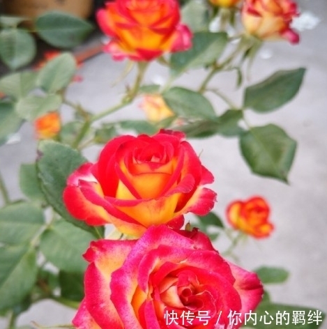 枝条|月季生长期,株型调整方法,南方花友必会的月季株型调整技巧