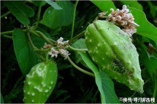 野果|常识：农村叫“老鸹瓢”，童年时的野果，全身是宝，有谁认识？