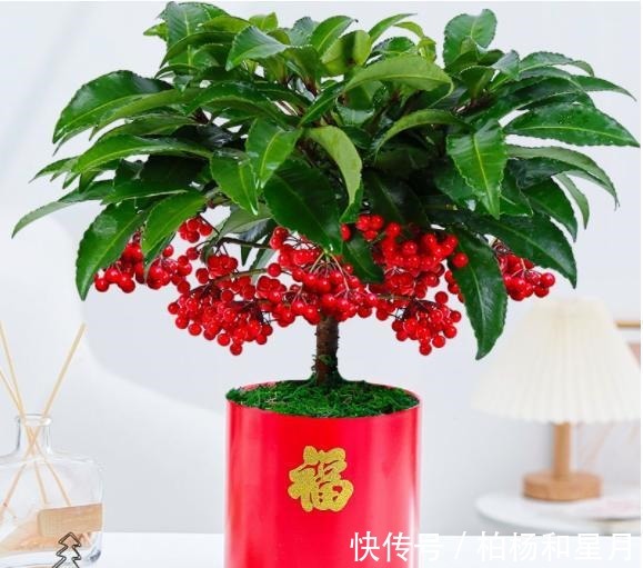 年底养盆喜庆花,有招财旺运好兆头,红红火火好运来!