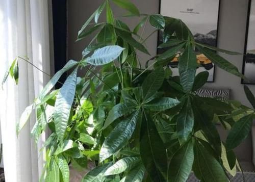 修剪|4种花卉耐旱、好养活,在家盆栽30天浇水一次,植株越长越旺