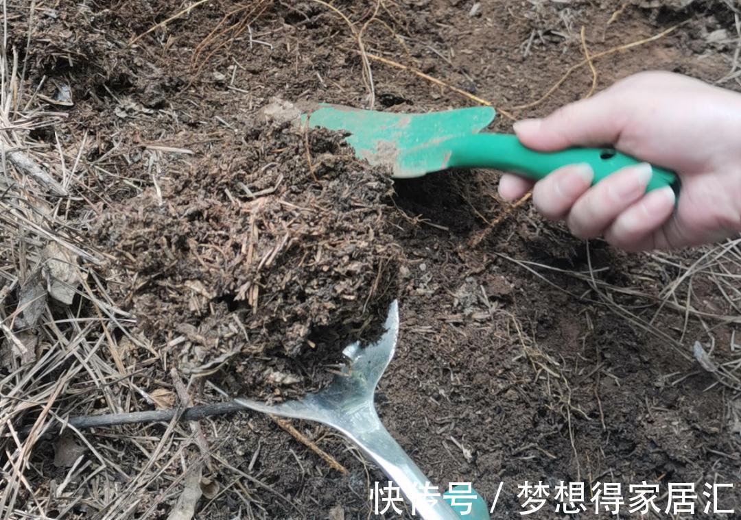 松针土|9种土别拿来养花,对花不好,容易黄叶烂根