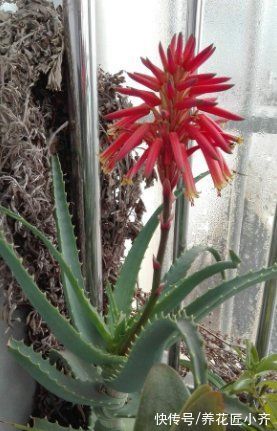 冬季|家里养芦荟，秋季先养胖，用点小技巧，冬季就能养开花