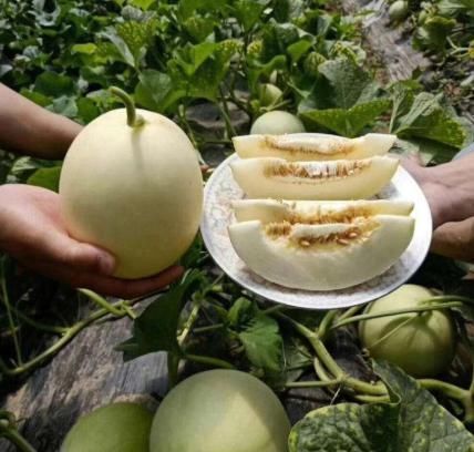 南瓜|建议中老年人,不管钱多钱少,常吃这些,腰腿有劲气色好