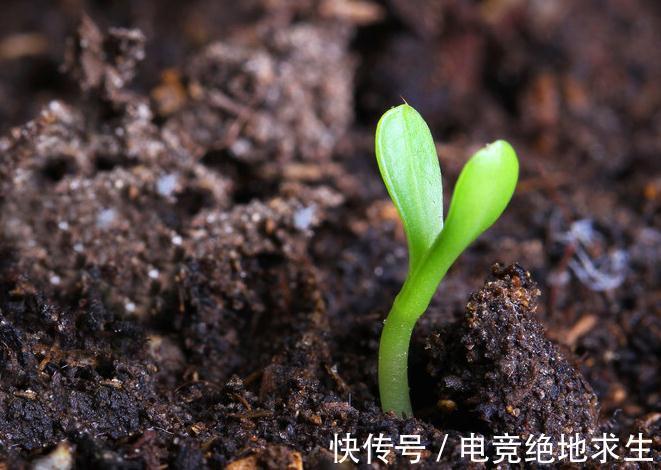 植物|连这些种花常识都不知道,你说你会养花