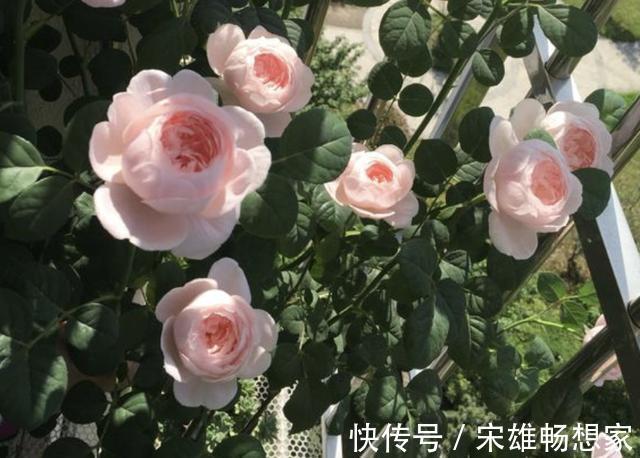 别给花卉用“营养剂”,此种“肥水”,营养多,2个月浇1次,旺盛
