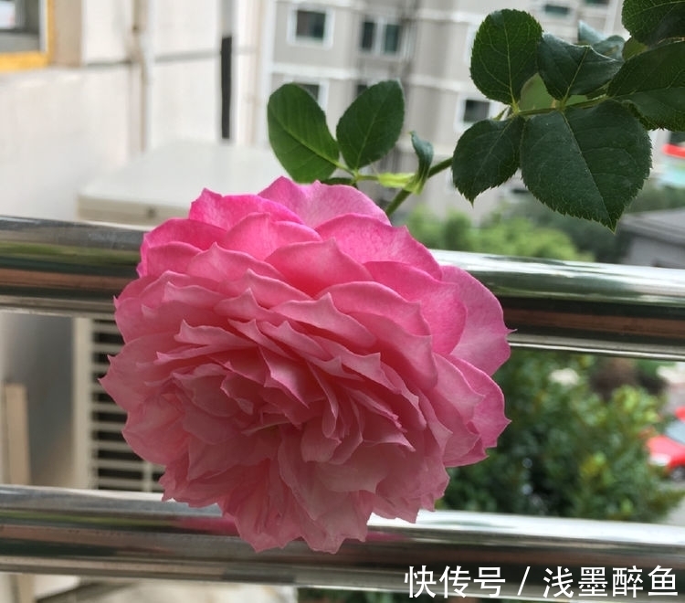 香气|超香的花卉，养在阳台，风一吹满屋子香气，花开超美丽