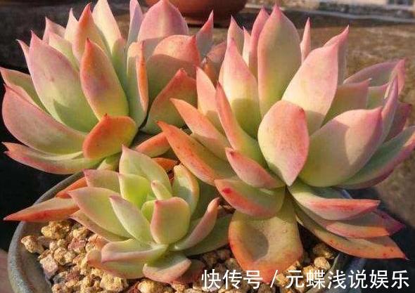 工作忙、没时间养花,不如盆栽这些懒人植物,沾土就能生根存活