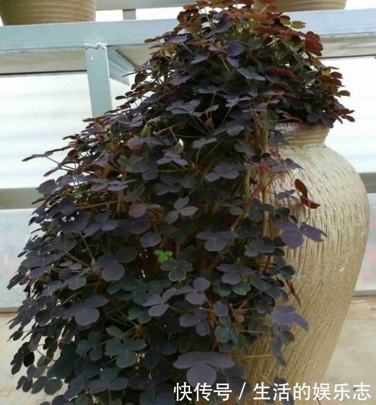 酢浆草|原来酢浆草这么好看啊,做成盆景真的太美了!我还是第一次见呢!