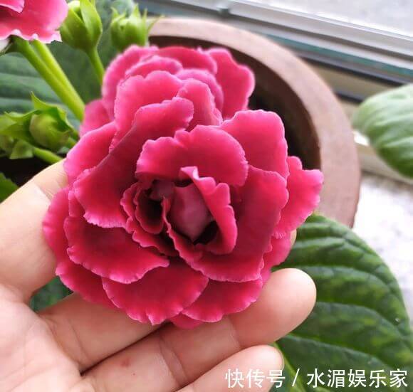 爆盆|大岩桐,好难听的名字,漂亮赛玫瑰,这么养开花爆盆就是半年