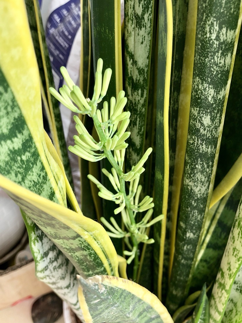 新装修的房子养9种花，净化空气效果好，养在家里也漂亮